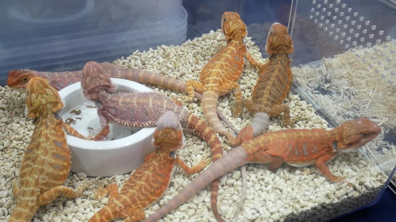 Several geckos of the same species, kept as pets, resting and moving inside their enclosure.