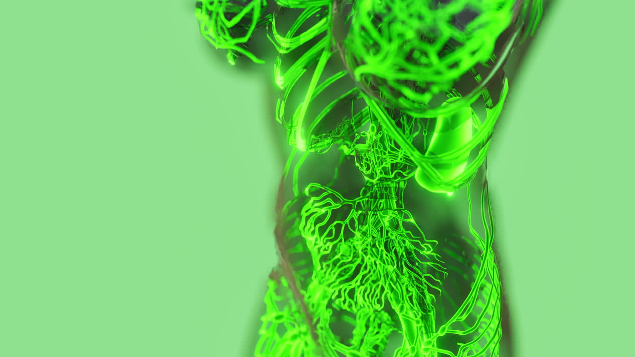 comprender la compleja anatomía de los vasos sanguíneos en el cuerpo humano