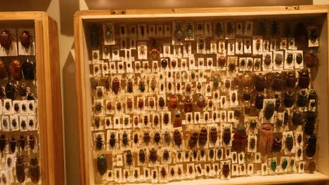 diverse insects displayed in organized museum exhibit