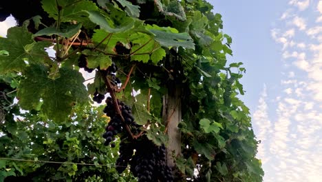 lush grapevines with a serene sky backdrop