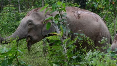 Los-Elefantes-Asiáticos-Son-Especies-En-Peligro-De-Extinción-Y-También-Son-Residentes-De-Tailandia