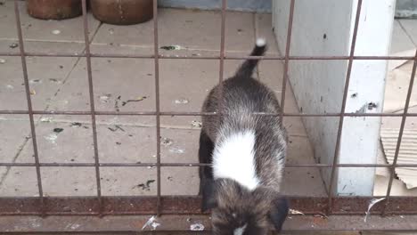 tri color puppy successfully escapes the dog cage after a few tries