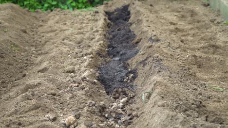 applying fertilizer and manuring ground before planting vegetablles