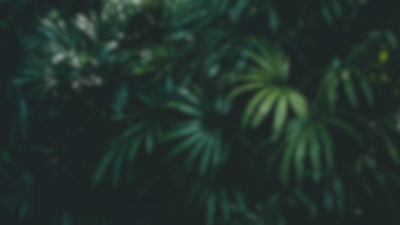 Jungle nature blurred background green flowers forest rainforest blur bokeh 4k backgrounds youtube