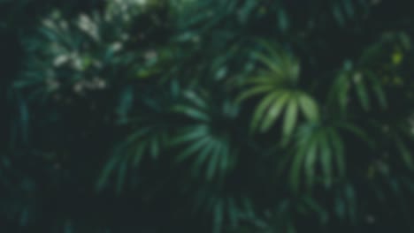 Jungle-nature-blurred-background-green-flowers-forest-rainforest-blur-bokeh-4k-backgrounds-youtube