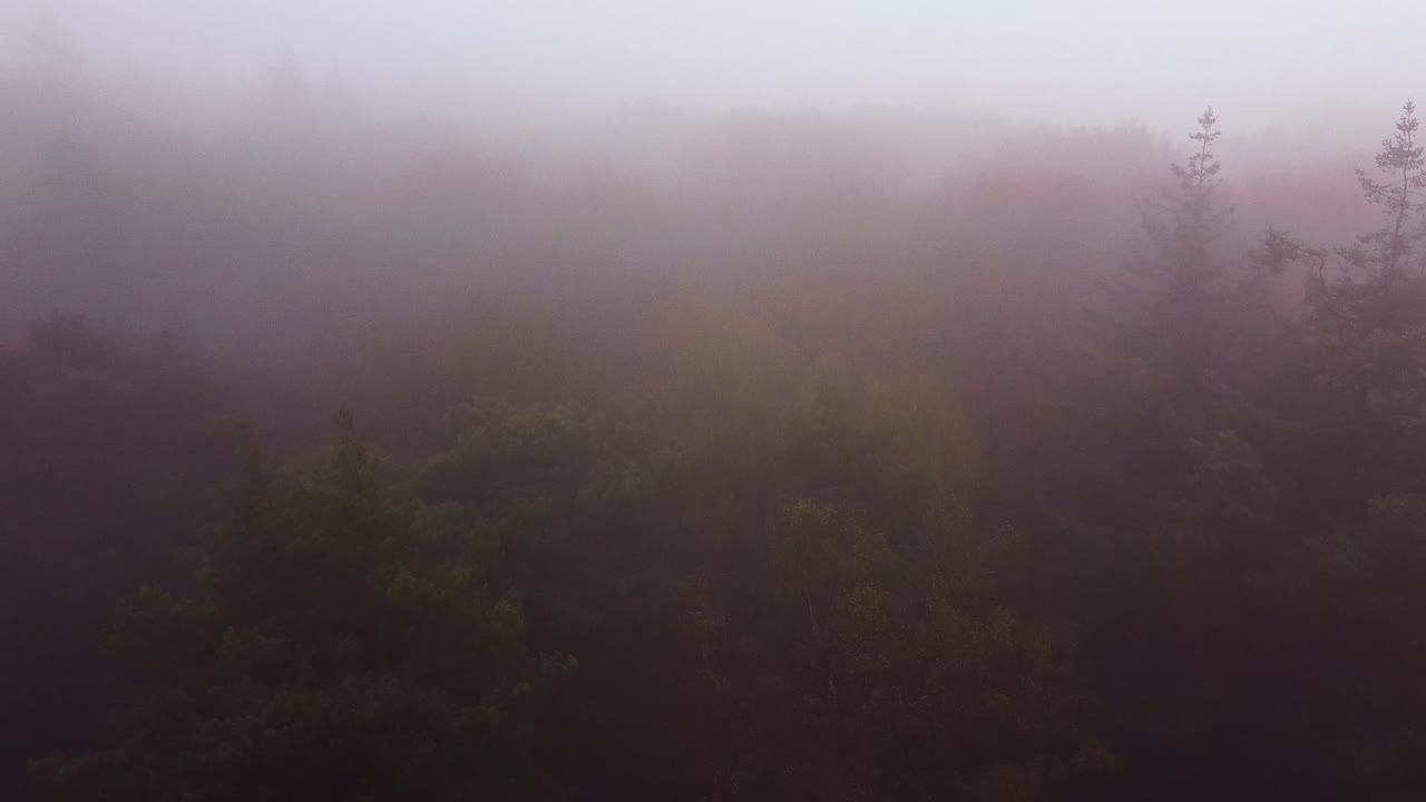 vista aérea del bosque de niebla