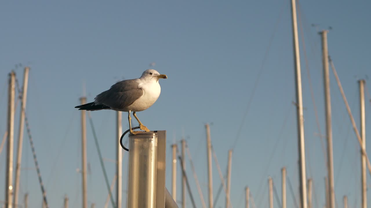 Seagulls flying in background as single bird balanced on yacht mast pole