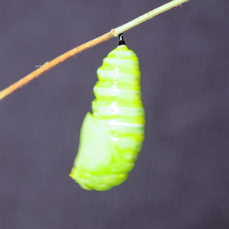 a monarch butterfly undergoes metamorphosis in this time lapse shot