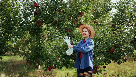positive young woman in straw hat puts on gloves. lady prepares for harvesting red ripe apples from trees in the garden.