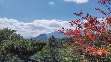 紅葉在陽光之下