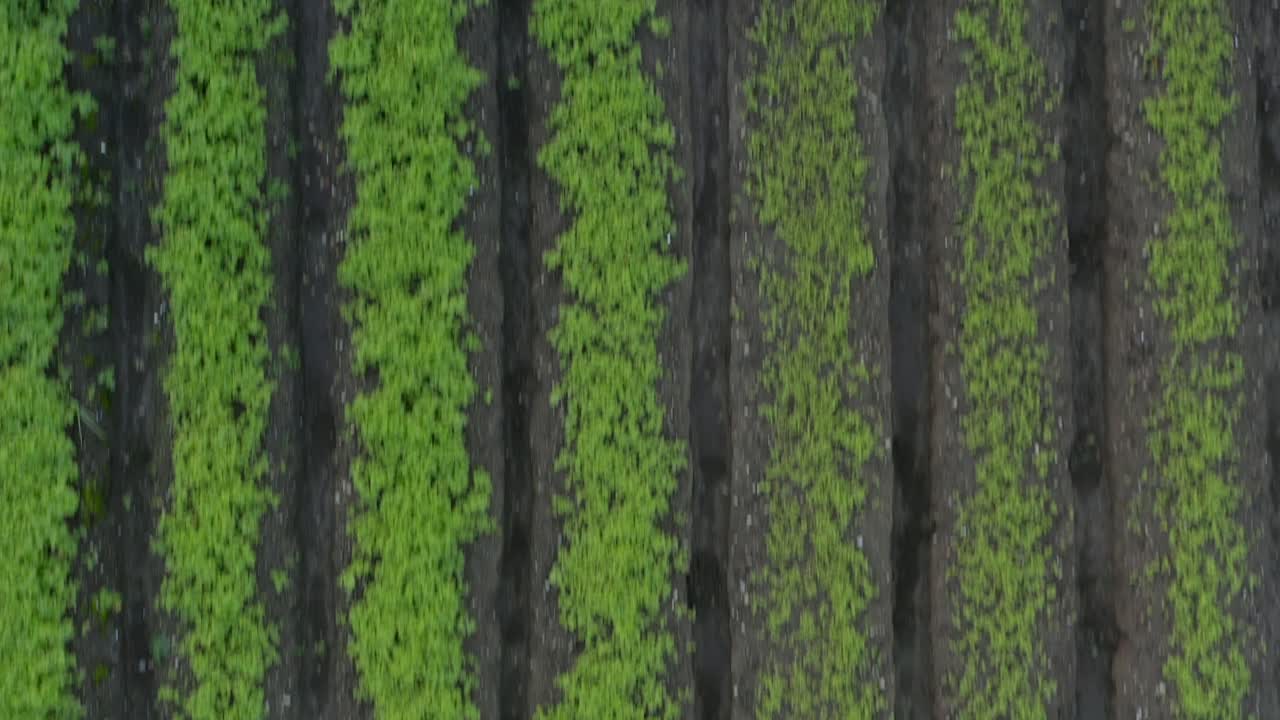 vista aérea captura filas de montículos de suelo en un campo de estiércol verde