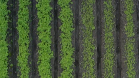 aerial view captures rows of soil mounds in a green manure field