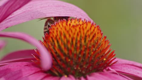 Fotografía-Macro-Extrema-De-Una-Abeja-Silvestre-Escondida-Bajo-Un-Pétalo-De-Flor-En-Una-Equinácea-Naranja