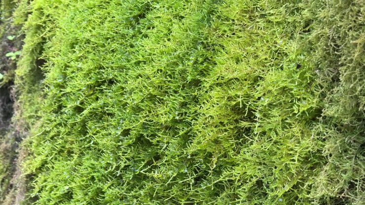 Primo Piano di Muschio Verde Rigoglioso che Cresce su una Roccia Umida