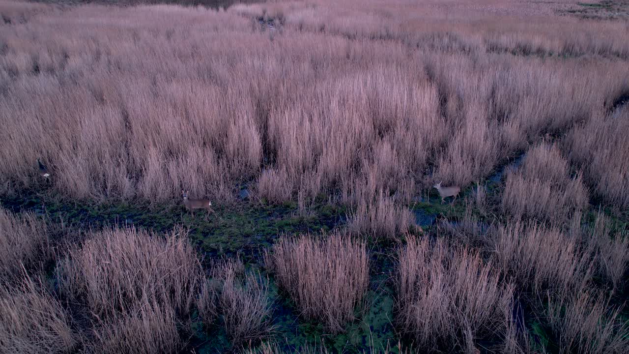 황혼에 걷는 사슴 무리