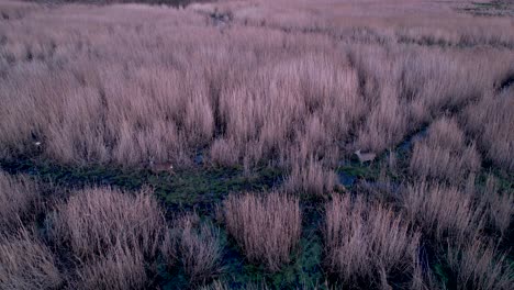 A-pack-of-deer-walking-at-dusk