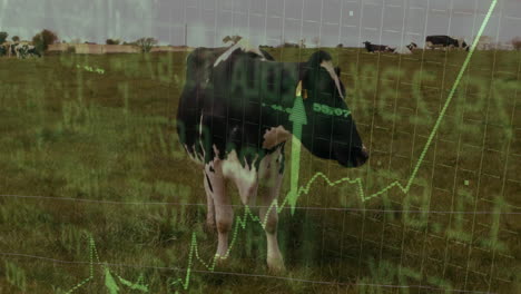 Holstein cow being visualized in pasture, with flat design analytics arrow graphs rising around