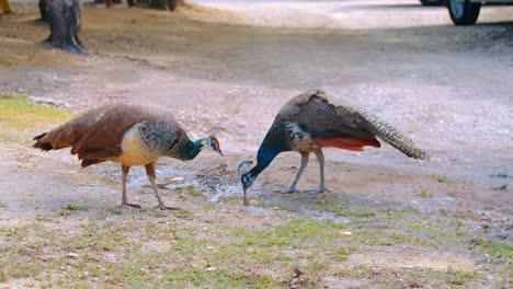 pavos reales picoteando el suelo en busca de comida en un parque natural