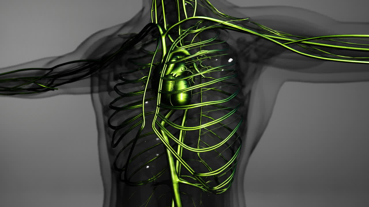 animación médicamente precisa del corazón con venas y arterias