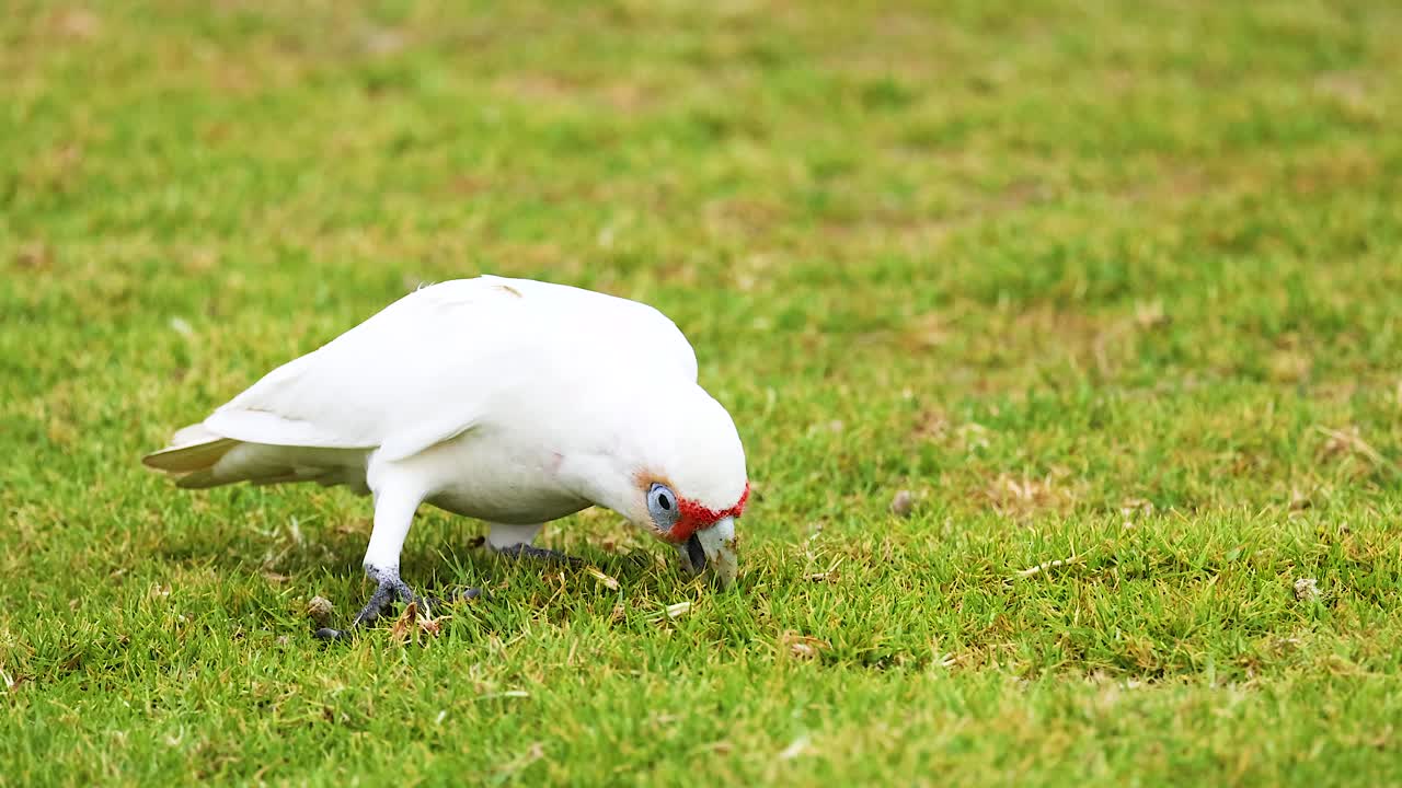 A Long-Billed Corella searches for food on grassy terrain in natural light. Captured in Victoria, Australia