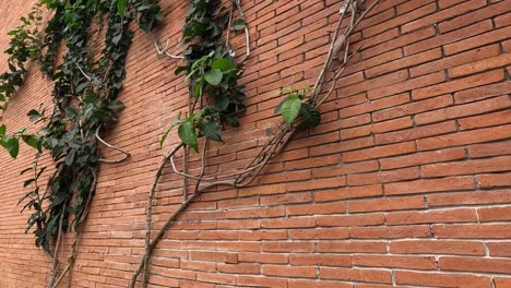 ivy plant expanding over a brick surface