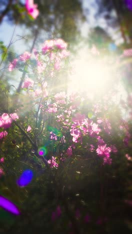 pink azalea flowers in sunlight