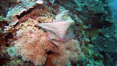 used handkerchief on corals under the sea - underwater