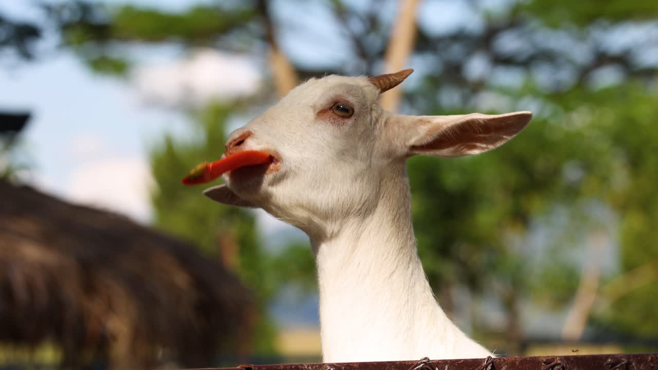 염소 가 장난스러운 방식으로 당근 을 먹고 있다