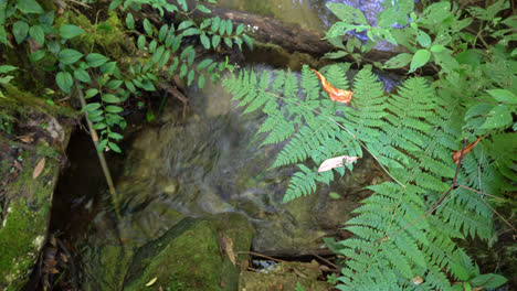 river source on kew mae pan nature trail in chiang mai, thailand