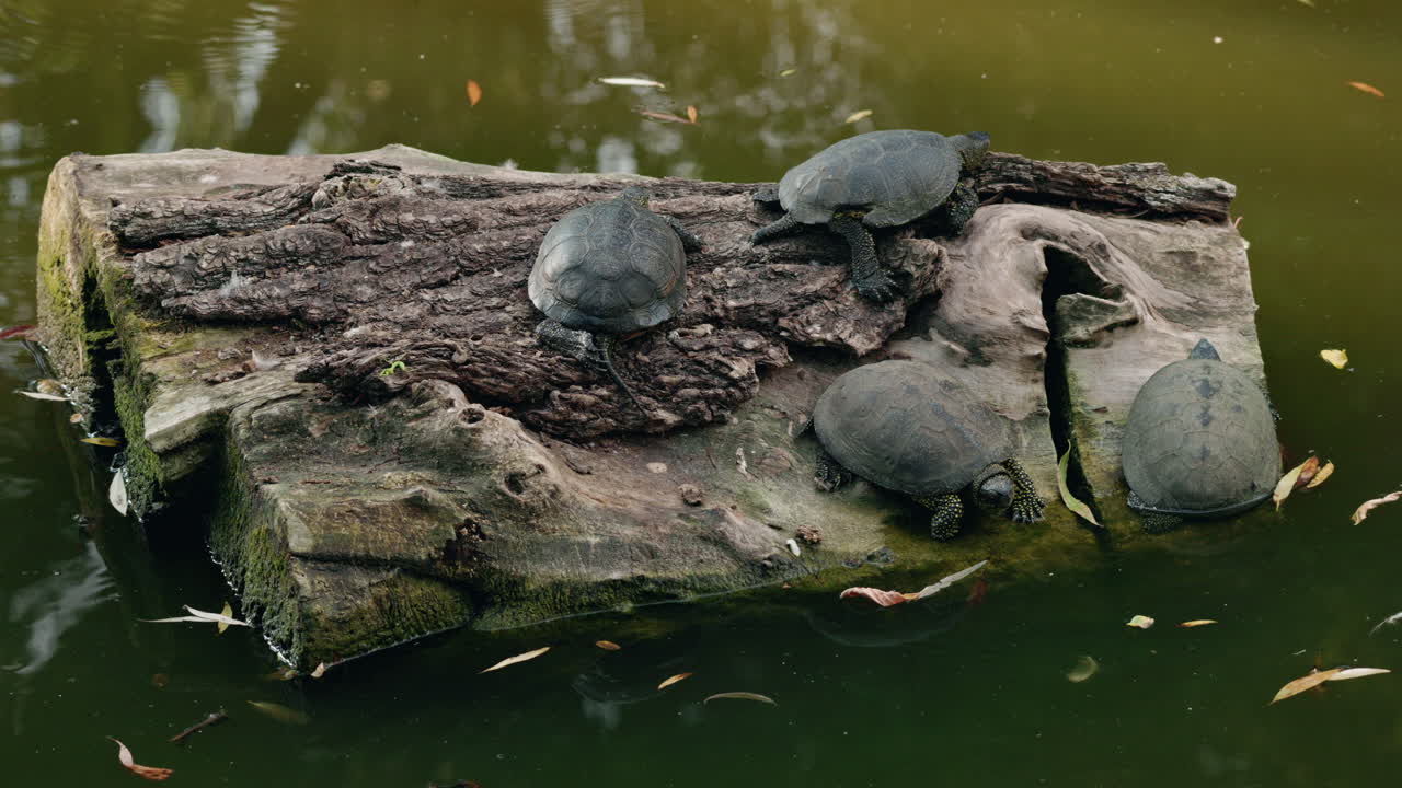 Turtles on a Log in a Pond