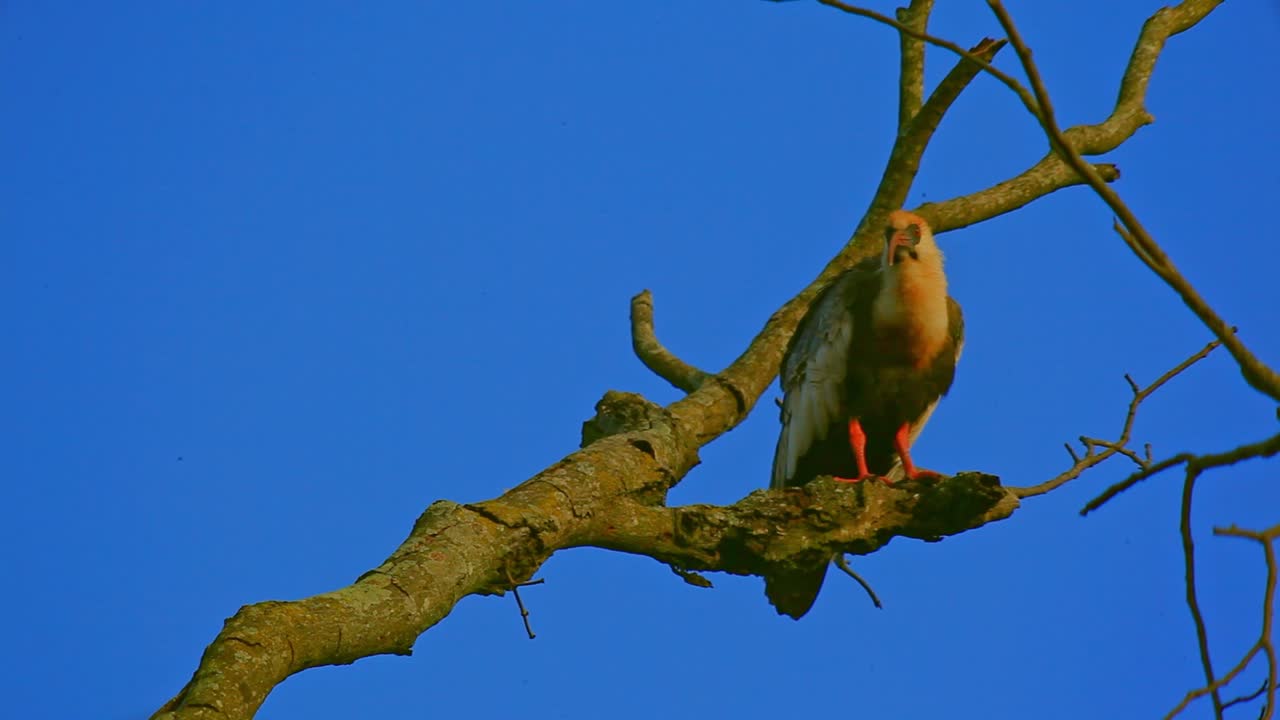 ibis de cuello grueso, ibis encaramado en una ramita, encaramado en una rama, theristicus caudatus, ibis rascando plumas, con pico largo, naranja, amarillo, fondo cielo colorido bokeh cinematográfico, fondo cielo azul