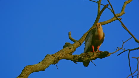 Buff-Necked-Ibis,-Ibis-Sitzt-Auf-Einem-Zweig,-Barsch-Auf-Ast,-Theristicus-Caudatus,-Ibis-Kratzt-Federn,-Mit-Langem-Schnabel,-Orange,-Gelb,-Himmelshintergrund,-Buntes-Filmisches-Bokeh,-Blauer-Himmelshintergrund