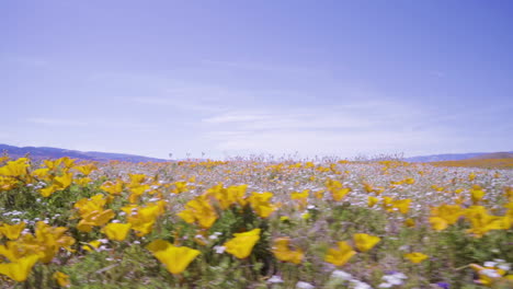 Campo-De-Cachorros-Amarillos-Desde-La-Vista-De-Los-Insectos