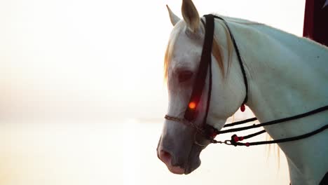 caballo árabe cerca del mar en qatar