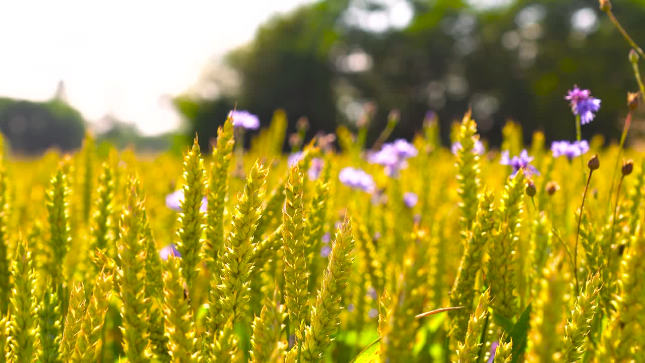 el viento de la tarde mueve suavemente los picos de trigo y la flor de maíz, el campo letón