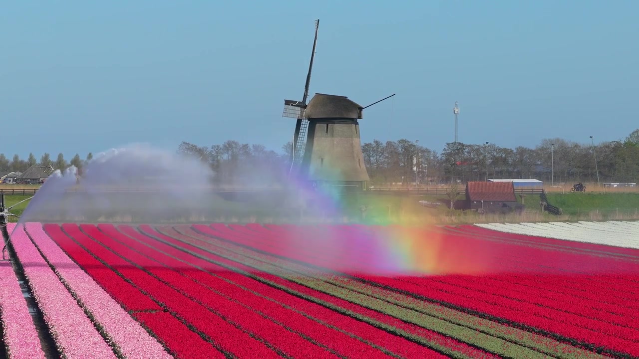 Irrigatiesysteem dat water sproeit over levendig rode en roze tulpenvelden, waardoor een prachtige regenboog ontstaat voor een klassieke Hollandse windmolen.