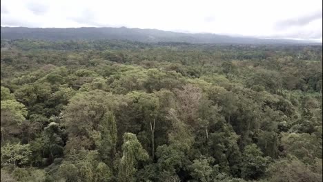 A-beautiful-aerial-over-the-jungles-of-the-Yucatan-in-Mexico-1