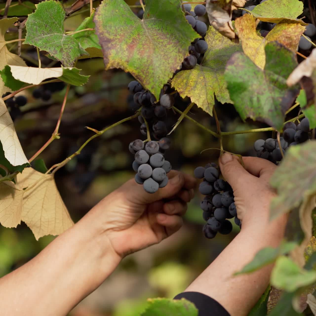 Woman plucks grape berry. Female harvesting purple grapes in vineyard. Branches with fresh grapes hanging on a grape vine. Healthy fruit.