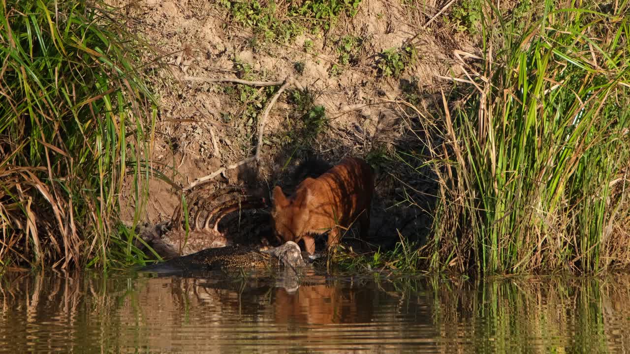 visto alimentándose del cadáver de un ciervo sambar mientras un lagarto monitor asiático trabaja duro por su parte, perro silbante cuon alpinus, parque nacional khao yai, tailandia