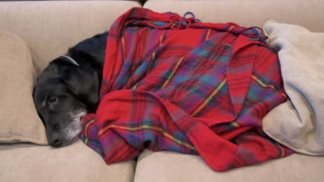 senior labrador dog covered with a red blanket while napping on a couch