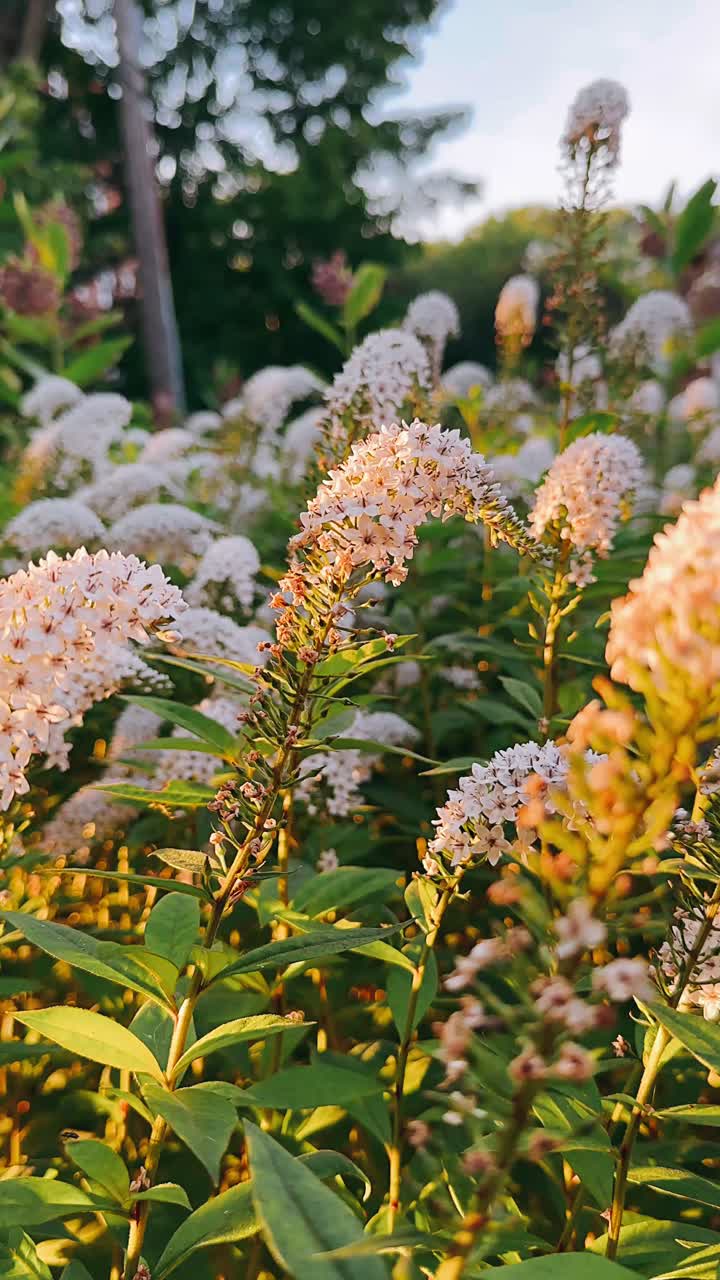 Beautiful Cluster of White and Pink Flowers