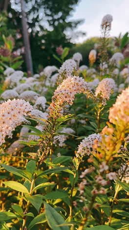 beautiful cluster of white and pink flowers