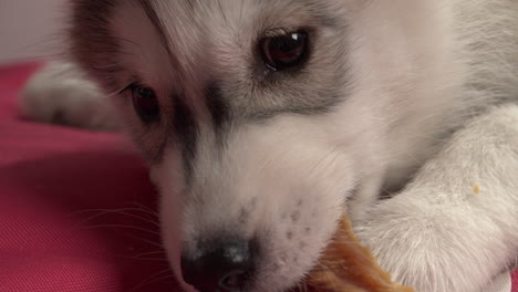 fluffy husky puppy gnaws on bone in bed, extreme close up slow motion