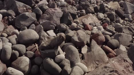 Aerial-shot-of-a-New-Zealand-fur-seal-walking-on-the-rocks-of-White-Island