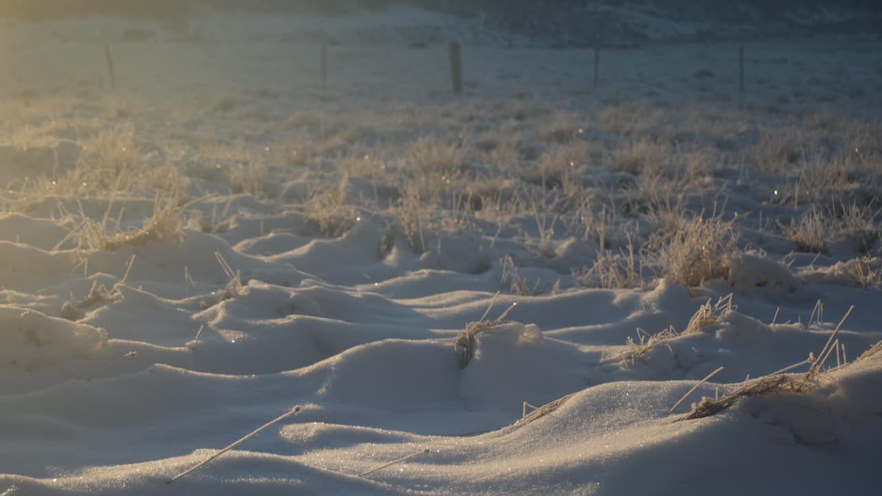 Close up of frosted alpine grass in the snow in the early morning sunrise in the Australian Alps