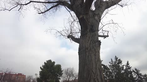 a tree with bare branches on a cloudy day