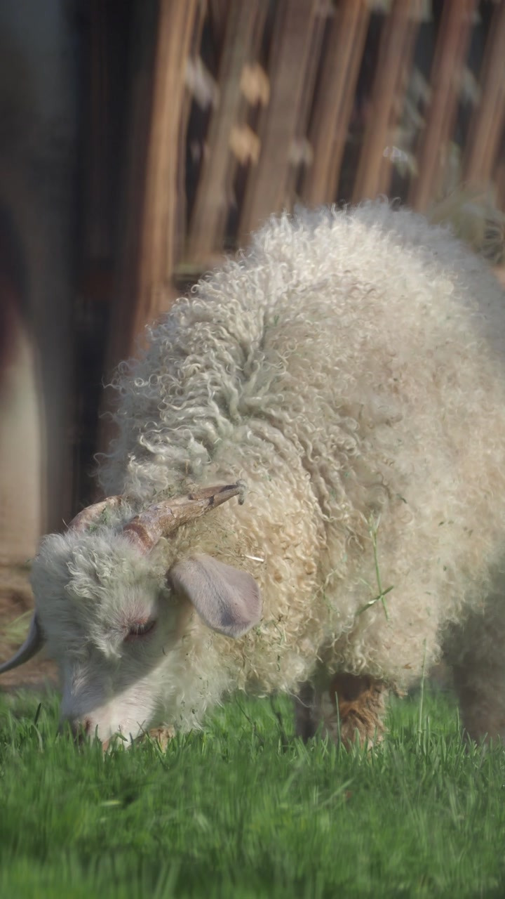 Fluffy White Angora Goat Grazing on Fresh Green Grass