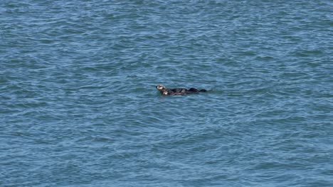 cute baby sea otter pup learning to swim next to mommy in morro bay california.
