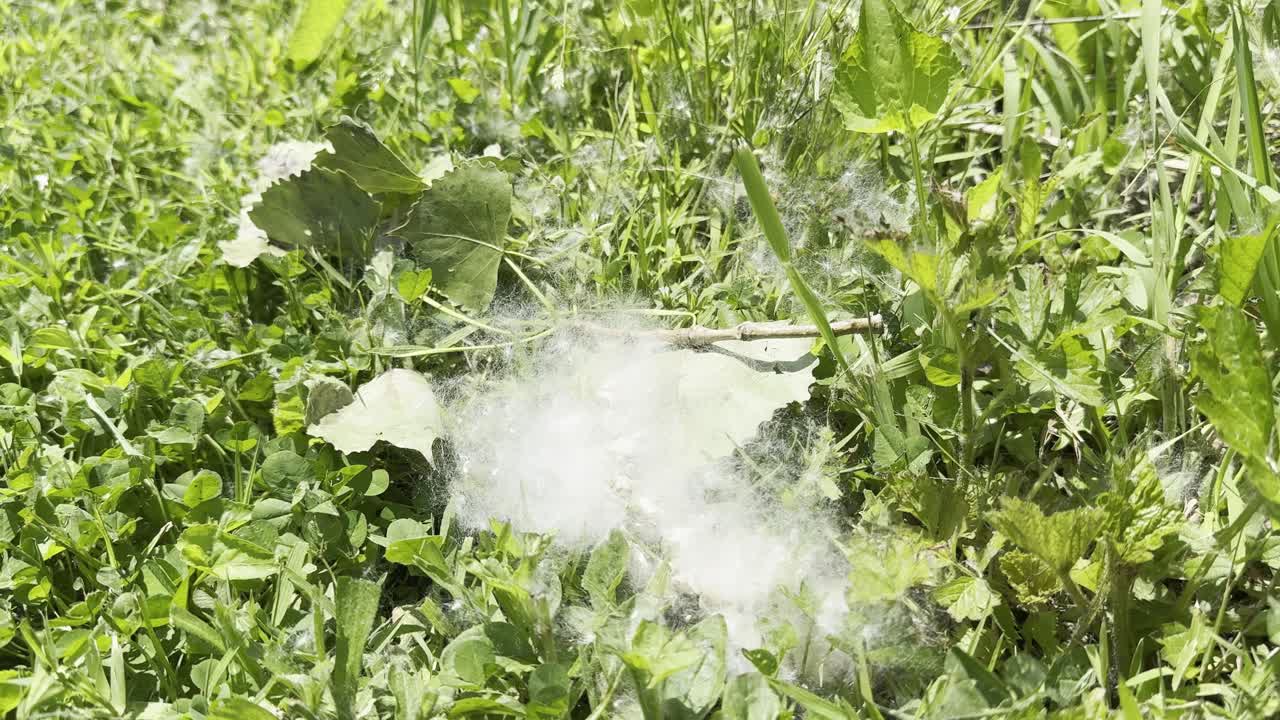 잔디에 있는 나무 씨과 같은 면화 어리, 근접