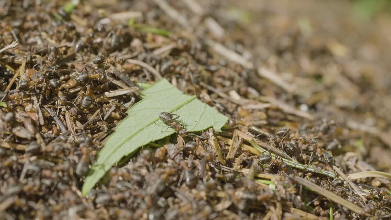 hormigas que llevan una hoja